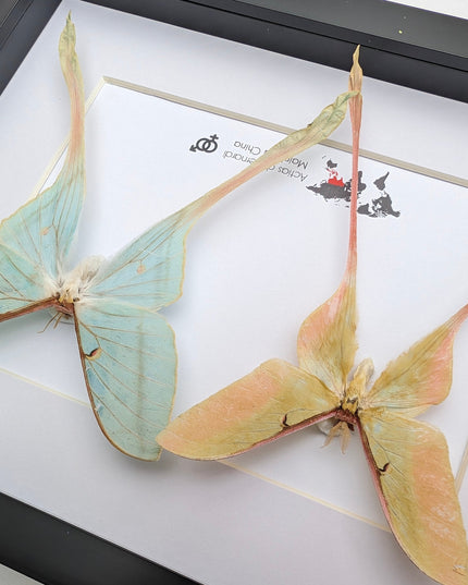 Actias dubernardi pair, Chinese moon moth, male and female, taxidermy  gift, entomology, wall art, butterfly collection, moth real specimens