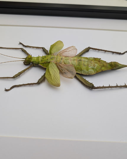 Framed Malaysian jungle nymph - Heteropteryx dilatata, Taxidermy, Entomology Wall Art A3