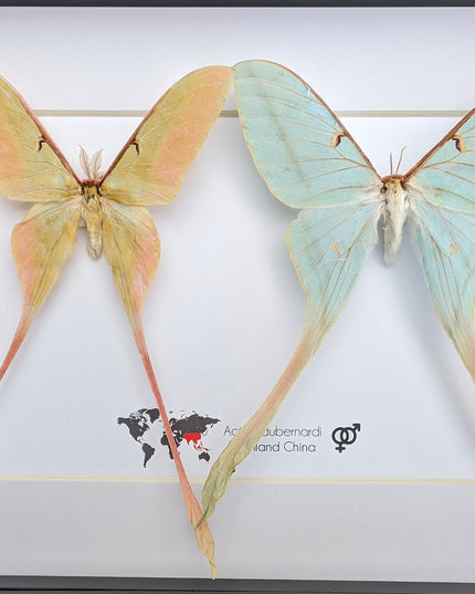 Actias dubernardi pair, Chinese moon moth, male and female, taxidermy  gift, entomology, wall art, butterfly collection, moth real specimens