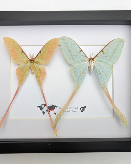 Actias dubernardi pair, Chinese moon moth, male and female, taxidermy  gift, entomology, wall art, butterfly collection, moth real specimens