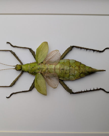 Framed Malaysian jungle nymph - Heteropteryx dilatata, Taxidermy, Entomology Wall Art A3