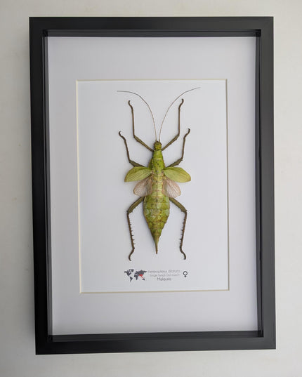 Framed Malaysian jungle nymph - Heteropteryx dilatata, Taxidermy, Entomology Wall Art A3