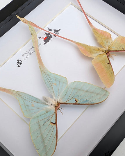 Actias dubernardi pair, Chinese moon moth, male and female, taxidermy  gift, entomology, wall art, butterfly collection, moth real specimens