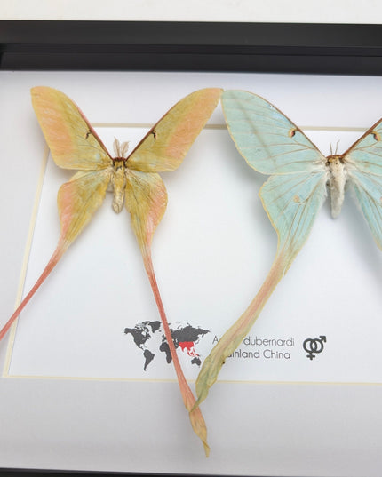 Actias dubernardi pair, Chinese moon moth, male and female, taxidermy  gift, entomology, wall art, butterfly collection, moth real specimens