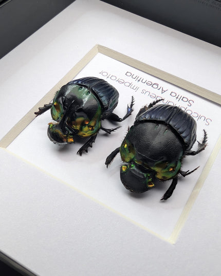 Framed Emperor Dung Beetle Pair, 4x4 Entomology Specimen