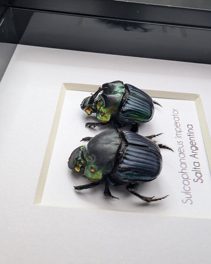 Framed Emperor Dung Beetle Pair, 4x4 Entomology Specimen