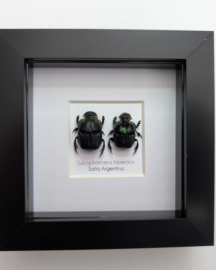 Framed Emperor Dung Beetle Pair, 4x4 Entomology Specimen
