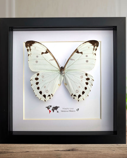 Morpho Luna, White Ghost butterfly, taxidermy present, entomology gift, bug collection, nature art, wall decor, ethically sourced, big wings