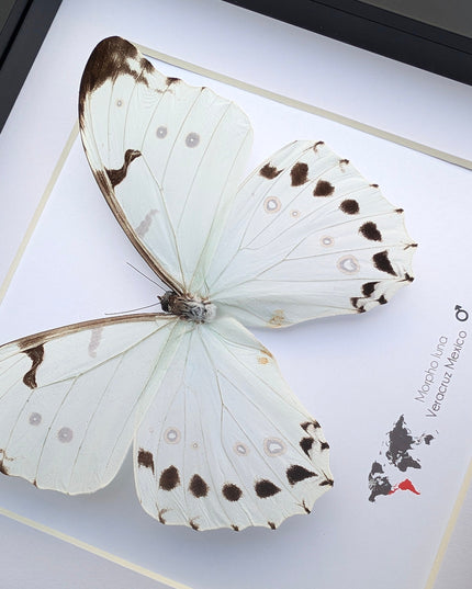 Morpho Luna, White Ghost butterfly, taxidermy present, entomology gift, bug collection, nature art, wall decor, ethically sourced, big wings