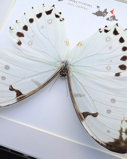 Morpho Luna, White Ghost butterfly, taxidermy present, entomology gift, bug collection, nature art, wall decor, ethically sourced, big wings
