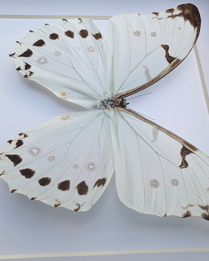 Morpho Luna, White Ghost butterfly, taxidermy present, entomology gift, bug collection, nature art, wall decor, ethically sourced, big wings