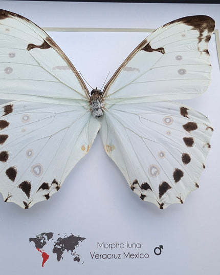 Morpho Luna, White Ghost butterfly, taxidermy present, entomology gift, bug collection, nature art, wall decor, ethically sourced, big wings