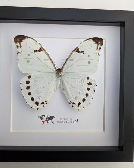 Morpho Luna, White Ghost butterfly, taxidermy present, entomology gift, bug collection, nature art, wall decor, ethically sourced, big wings