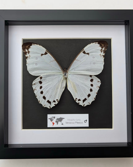 Morpho Luna, White Ghost butterfly, taxidermy present, entomology gift, bug collection, nature art, wall decor, ethically sourced, big wings
