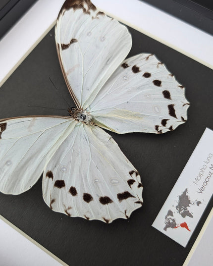 Morpho Luna, White Ghost butterfly, taxidermy present, entomology gift, bug collection, nature art, wall decor, ethically sourced, big wings