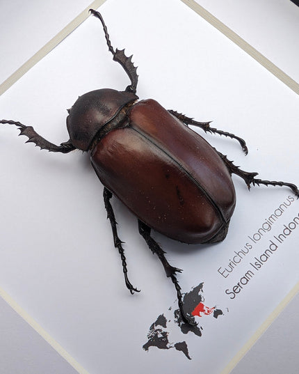 Framed Long-Arm Beetle Taxidermy: Eurichus Longimanus Entomology Wall Art (6x6)