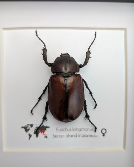 Framed Long-Arm Beetle Taxidermy: Eurichus Longimanus Entomology Wall Art (6x6)