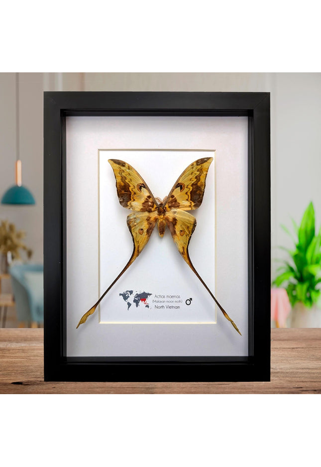 Framed malaysian moon moth taxidermy: green opalescent long-tailed butterfly (8x10 black frame)