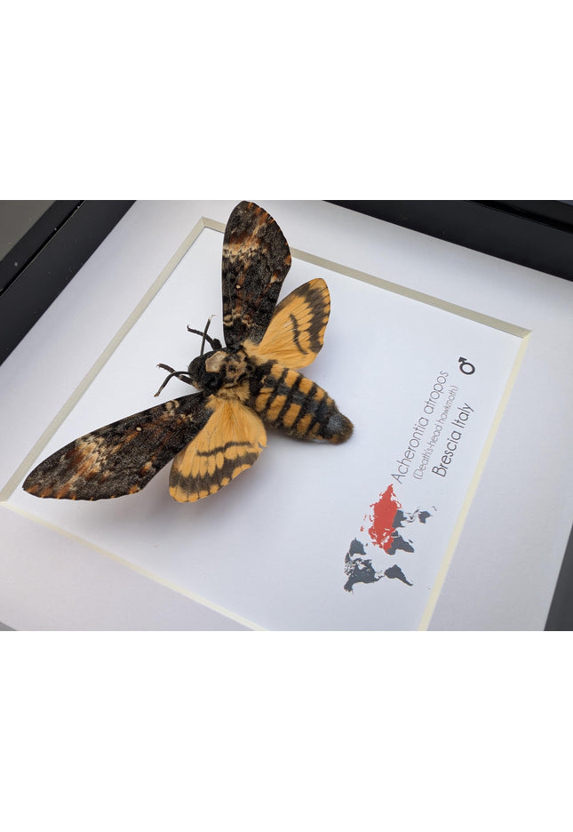 Framed african death's-head hawkmoth: skull pattern moth, 6" frame