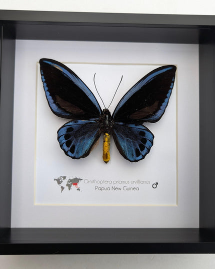 Framed blue birdwing butterfly - ornithoptera priamus urvillianus - entomology wall decor
