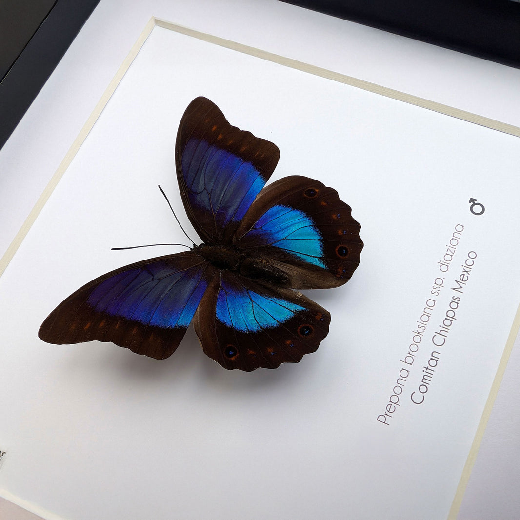 The Insectrum Company